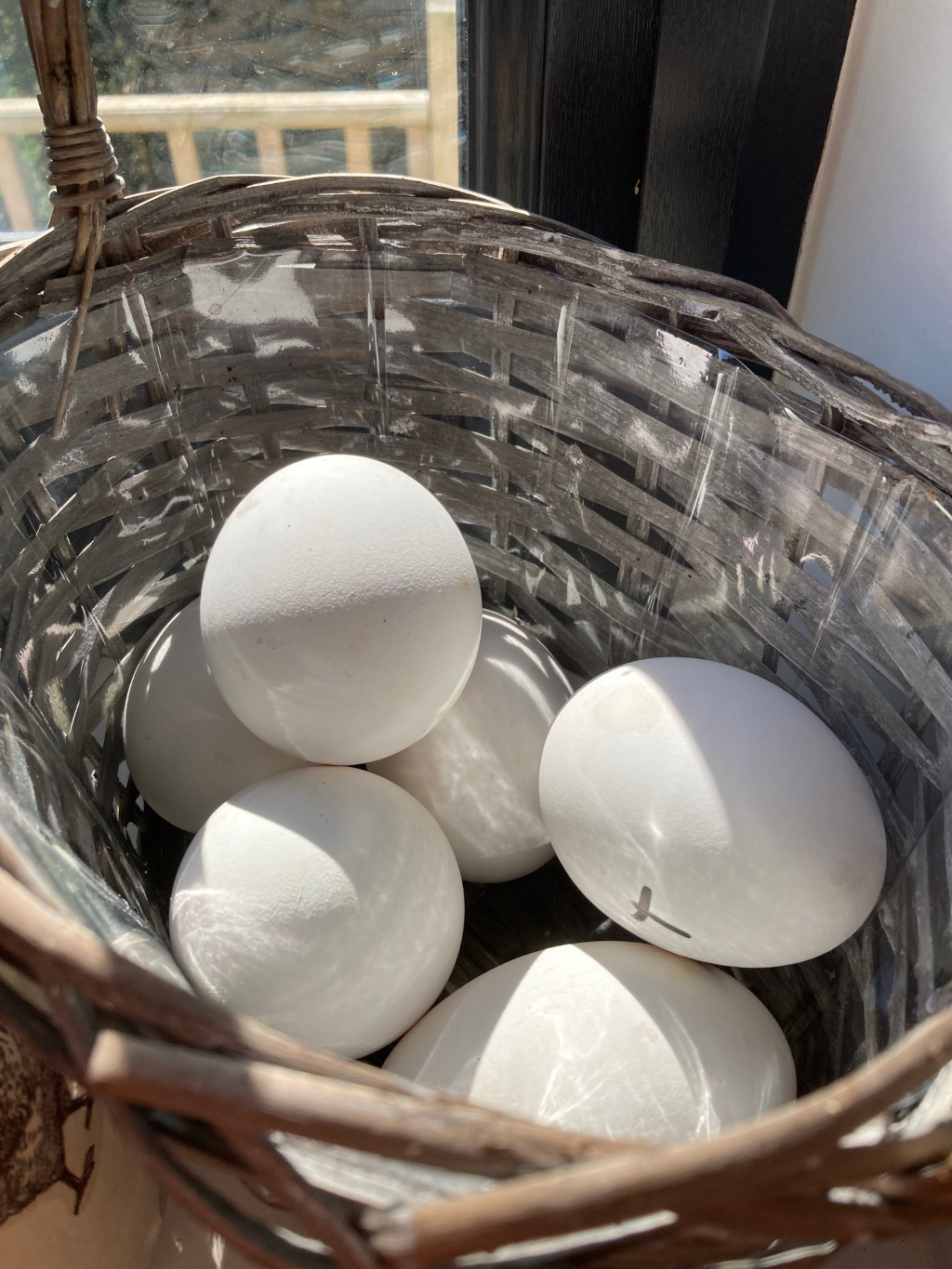 Free range goose eggs